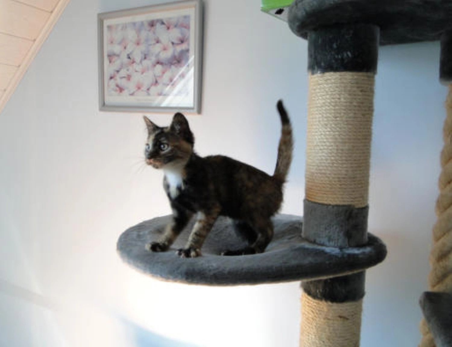 Katzenpension Heidi Cat