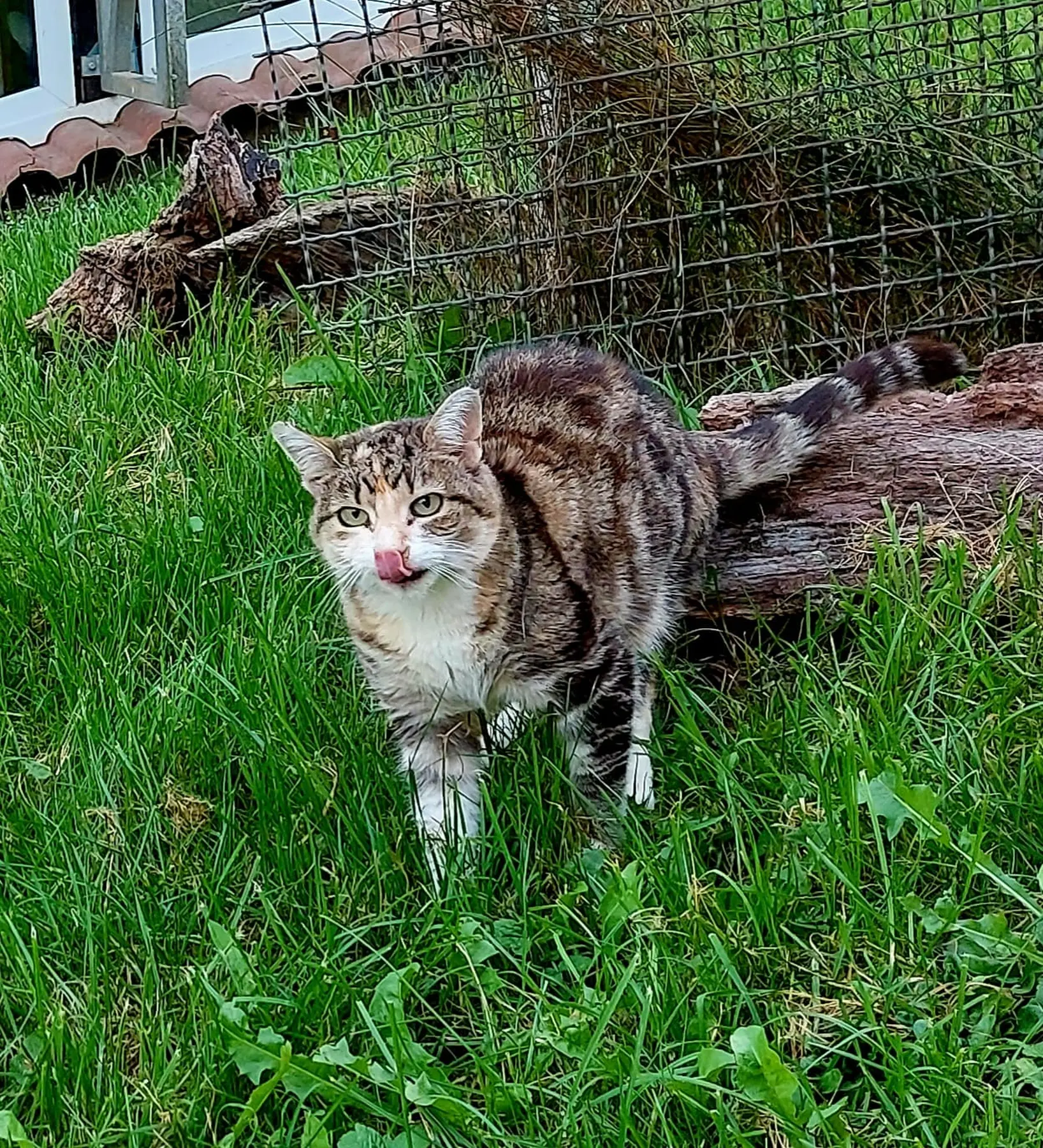 Katzenpension Heidi Cat