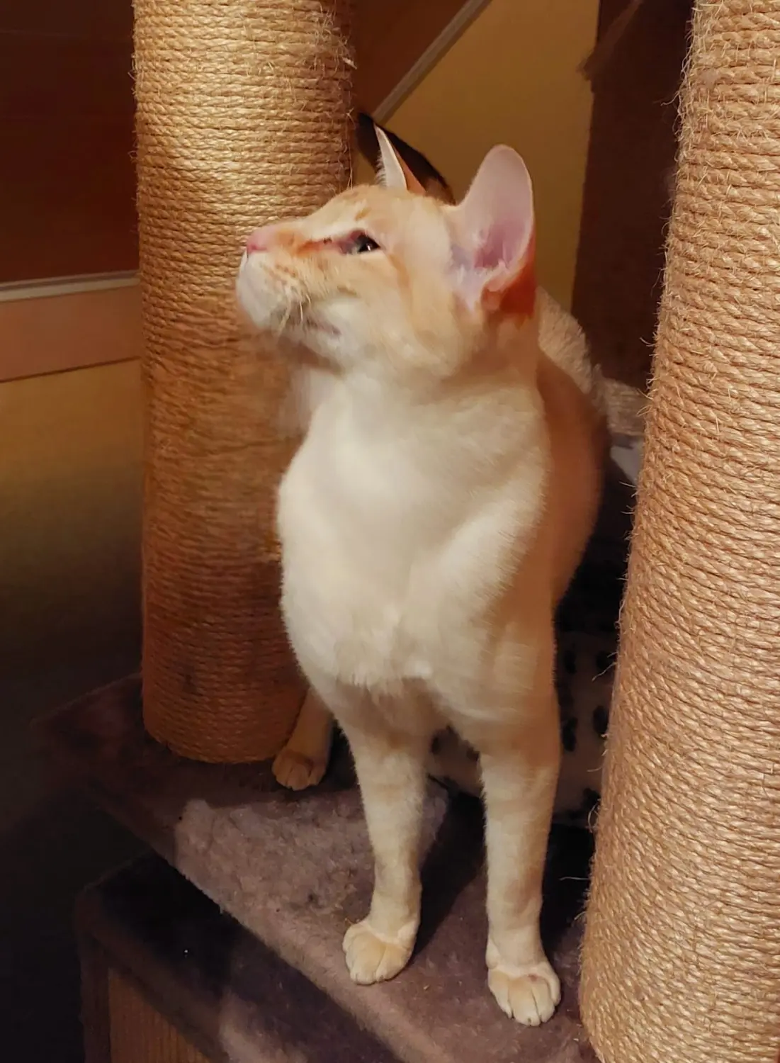 Katzenpension Heidi Cat